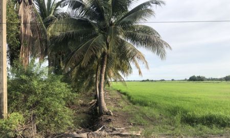 ขายที่ดิน - ที่ดินทำเลดี 65 ไร่ หน้าติดคลองเป็นสวนมะพร้าว ถนนผ่ากลาง อีกฝั่งเป็นที่นาติดถนน