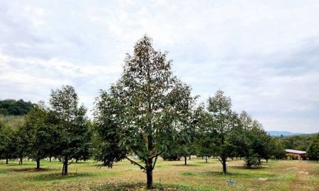 ขายที่ดิน - ขายที่ดินพร้อมสวนทุเรียน ระยอง วิวเขา บรรยากาศดี