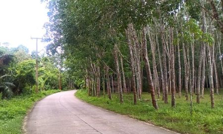 ขายที่ดิน - สวนยาง 8 ไร่ ติดถนนคอนกรีต ต.ทุ่งหลวง อ.ละแม จ.ชุมพร