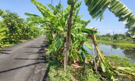 ขายที่ดิน - ขายด่วน ที่ดิน 200ตร.วา 2แปลงติดกัน ซอยเจ็ดพี่น้อง ทรายกองดินใต้ มีนบุรี กทม.