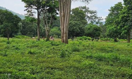 ขายที่ดิน - ขายถูกที่ดินเขาใหญ่ พญาเย็น กุดคล้า ที่ติดลำธารน้ำ วิวเขาล้อมรอบ อยู่บ้านซับใต้ ปากช่อง ที่โฉนด 5 ไร่ ธรรมชาติสวยมาก ที่สวยราคาดีมาก ที่ติดเขาใกล้เขา