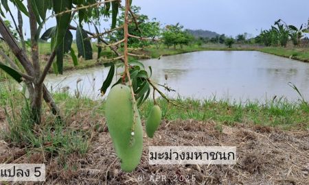 ขายที่ดิน - ขายสวนผสมบ่อปลา ไฟฟ้าน้ำประปาพร้อม วิวสวยเหมาะทำบ้านสวน บ้านพักตากอากาศ