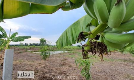 ขายที่ดิน - เจ้าของขายเอง สวนผสมบ่อปลาแปลงเล็ก ติดถนนสองด้าน วิวทุ่งนาวิวภูเขาเหมาะทำบ้านสวน สวนผสม