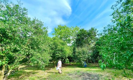 ขายที่ดิน - ขายสวนมะยงชิดติดถนนลาดยาง 3งาน ต.ดงละคร อ.เมือง จ.นครนายก