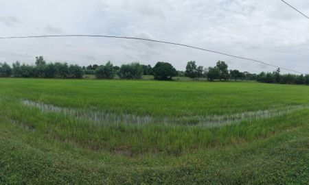 ขายที่ดิน - ขายที่นา 33 ไร่ บ้านส้มโฮง ต.หินกอง อ.สุวรรณภูมิ จ.ร้อยเอ็ด
