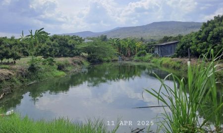 ขายที่ดิน - ร้อนเงินขายใช้หนี้ เจ้าของขายเองสวนลำไยบ่อปลาเชิงเขา อ.จอมทอง จ.เชียงใหม่ ห่างถนนสี่เลนส์เพียง 900 เมตร เหมาะทำบ้านพักตากอากาศ บ้านสวน
