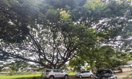 ขายที่ดิน - ต้องการเจ้าของใหม่ ที่ดินเปล่ามีต้นไม้ใหญ่ ร่มรื่น