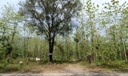 ขายที่ดิน - ขายที่ดิน 12-0-82 ไร่ ทางไปน้ำตกคลองมะเดื่อ สาริกา จ.นครนายก ขายพร้อมไม้สักทองฟรี