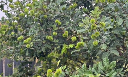 ขายที่ดิน - ขายสวนทุเรียน พร้อมบ้านพักบนเนินเขา สไตส์รีสอร์ท บรรยากาศดี