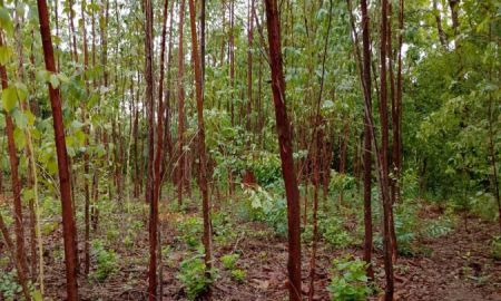 ขายที่ดิน - ต้องการขายที่ดินร้อนเงินต้องเลี้ยงหลานคนขายเป็นผู้สูงอายุแล้วไม่มีรายได