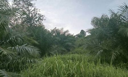 ขายที่ดิน - ขายที่ดิน สวนปาล์ม 24 ไร่ ปาล์มอายุ 4 ปี เอกสารสิทธิ์ ภ ท บ 5
