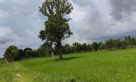 ขายที่ดิน - ขายที่ดิน(ที่นา) เจ้าของขายเองราคาต่อรองได้ ที่ดินสวยเหมาะสำหรับทำเกษตรมีพิ้นที่ขนาน 27 ไร่ 1 งาน 52 ตารางวา