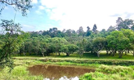 ขายที่ดิน - ขายที่ดินติดภูเขาติดน้ำบ้านห้วยแก้วแม่ออนโฉนดพร้อมโอน