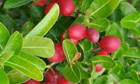 ขายที่ดิน - ร้อนเงินขายถูกมาก เจ้าของขายเองมีโฉนด 2 ไร่ครึ่งขายยกแปลงเพียง 650,000 บาทรวมโอน