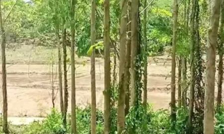 ขายที่ดิน - ที่ดินพร้อมสวนสัก ติดถนนคอนกรีต อยู่อาศัยได้ อ.ท่าปลา อุตรดิตถ์