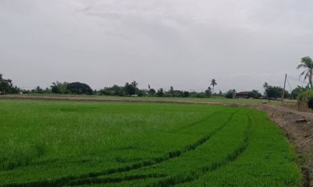 ขายที่ดิน - ขายที่ดิน73ไร่1งาน47ตรว. แม่น้ำท่าจีน หน้ากว้างติดแม่น้ำ 470ม. ถนนวัดลานตากฟ้า ตำบล ดอนแฝก อำเภอนครชัยศรี นครปฐม