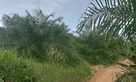 ขายที่ดิน - ขายที่ดิน สวนปาล์มอายุ 4 ปี เนื้อที่ 12 ไร่ ต.ทุ่งนุ้ย อ.ควนกาหลง จ.สตูล