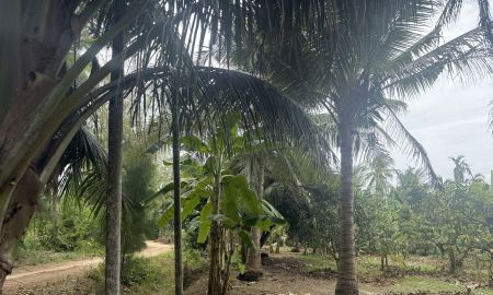ขายที่ดิน - ที่ดินสวนมะพร้าว สวนเกษตรมะม่วง กล้วย ร่มรื่นมากๆๆ ด้านหลังติดลำห้วย