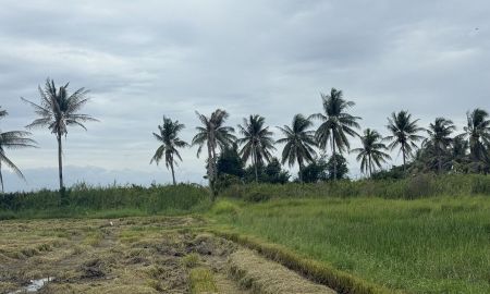 ขายที่ดิน - ที่นาเหมาะสำหรับชีวิตวัยหลังเกษียณ ทำโค่กหนองนาไว้พักผ่อน