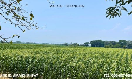 ขายที่ดิน - ขายที่ดินโฉนด 47-3-12 ไร่ บ้านป่าแดงหลวง อ. แม่สาย จ. เชียงราย