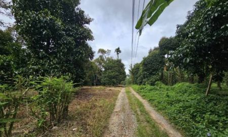 ขายที่ดิน - ขายที่ดินสวนผสม สวนผลไม้ อำเภอท่าใหม่ จันทบุรี