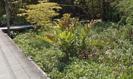 ขายที่ดิน - ที่ดินเปล่า 40 ตรว. ใกล้วัดสวนส้ม บางด้วง สมุทรปราการ
