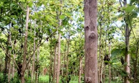 ขายที่ดิน - ที่ดินพร้อมสวนสัก ขนาด 10 ไร่เศษ อ.เวียงสา น่าน