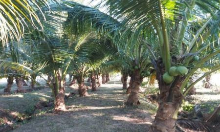 ขายที่ดิน - ขายที่สวนมะพร้าวพร้อมผลผลิตน้ำบ่อหลวงสันป่าตองพร้อมโอน