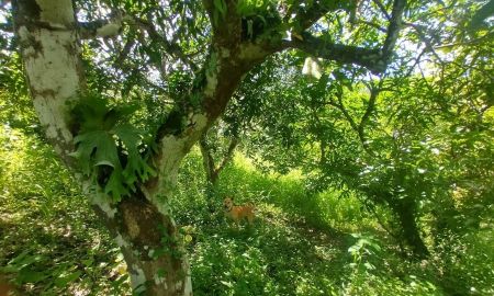 ขายที่ดิน - ขายที่ดินตำบลเชียงดาววิวดอยหลวงติดลำธารน้ำไหลผ่าน