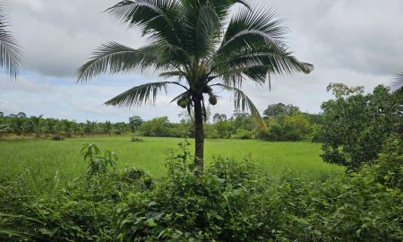 ขายที่ดิน - ขายที่ดินแปลงสวยทำเลดีใน อ.เมืองตราด 3ไร่3งาน89ตรว. ใกล้เทศบาล ตลาดและแหล่งชุมชน