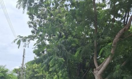 ขายที่ดิน - ขายที่ดินถมแล้วบางส่วน ติดถนนสาธารณะ 2 ด้าน ต.แกลง อ.เมือง จ.ระยอง