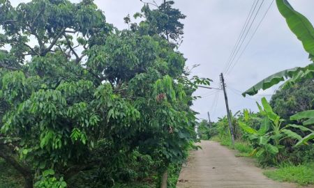 ขายที่ดิน - ขายสวนลำไยบ่อปลาบนเนินเขา อ.จอมทอง จ.เชียงใหม่ ไม่เคยมีประวัติน้ำท่วม ใกล้ถนนสี่เลนส์เชียงใหม่-ฮอดเพียง 300 เมตร