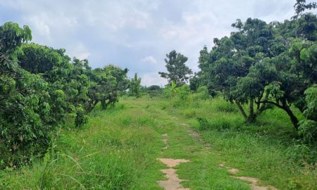 ขายที่ดิน - ขายสวนลำไยบ่อปลาบนเนินเขา อ.จอมทอง จ.เชียงใหม่ ไม่เคยมีประวัติน้ำท่วม ใกล้ถนนสี่เลนส์เชียงใหม่-ฮอดเพียง 300 เมตร