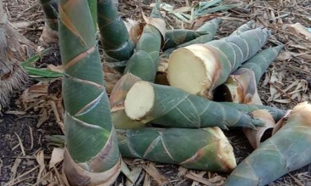 ขายที่ดิน - ขายที่ดินเปล่า ทำเลดี 6 ไร่ ตำบลพลับพลาไชย อำเภออู่ทอง จังหวัดสุพรรณบุรี