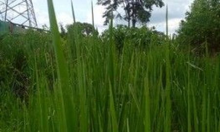 ขายที่ดิน - ราคาถูก ทำโกดัง เนื้อที่ 53-0-40 ไร่ ไร่ละ 6 แสน ราคาถูก ต.บ่อกวางทอง อ.บ่อทอง จ.ชลบุรี