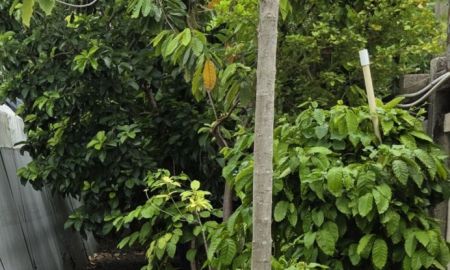 ขายที่ดิน - ขายที่ดิน 400ตร.ว ถนนสุขุมวิท64 ที่ดินสวยหน้ากว้าง ติดถนนสองด้าน ทำเลดีมาก ใก้ลBTSปุณณวิถี ทางด่วน