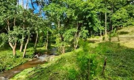 ขายที่ดิน - ขายที่ดินแม่ออนติดลำธารน้ำไหลผ่านใกล้ชิดธรรมชาติ