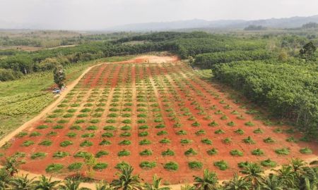 ขายที่ดิน - สวนทุเรียนหมอนทอง น้ำแร่ธรรมชาติ จังหวัดกาญจนบุรี