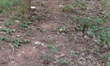 ขายที่ดิน - ที่ดินแปลงใหญ่ พร้อมสวนยาง อำเภอสอยดาว จันทบุรี 58-3-30 ไร่