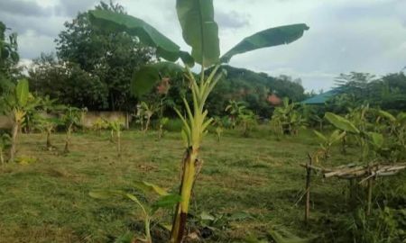 ขายที่ดิน - ขายที่ดินตำบลแม่เหียะหลังตลาดแม่เหียะโฉนดพร้อมโอน