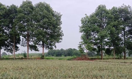 ขายที่ดิน - ขายที่ดินเปล่า เขตเขาคันทรง ศรีราชา แปลงสวย ใกล้นิคมโรจนะบ่อวิน2