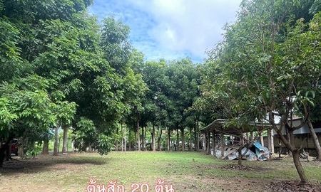 ขายที่ดิน - ขายที่ดิน อ.เมืองเชียงใหม่ ติดริมแม่น้ำคาว เนื้อที่ 300 ตรว