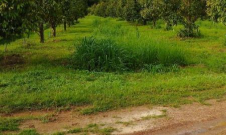 ขายที่ดิน - สวนทุเรียน706ไร่ ติดถนนสุขุมวิท ต.แสลง อ.เมืองจ.จันทบุรี