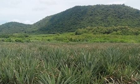 ขายที่ดิน - ที่ดินติดเขาราคาถูก 180,000 บาท/ไร่ ที่ดินติดภูเขาเห็นเขา 360 องศา