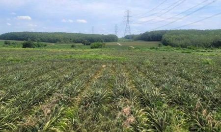 ขายที่ดิน - ขายที่ดินแปลงสวย ใกล้นิคมโรจนะบ่อวิน2 เขาคันทรง ศรีราชา ชลบุรี