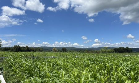 ขายที่ดิน - ที่ดิน วิวเขา ภูหลวง โคราช ที่สวยติดถนน 4 เลน ขายยกแปลง
