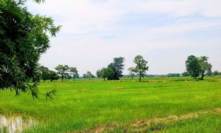 ขายที่ดิน - ที่นาแปลงสวย ใกล้ถนนลาดยาง ต.หนองตาด อ.เมืองบุรีรัมย์