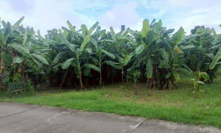 ขายที่ดิน - ขายที่ดินตำบลหนองหอยห่างโรงเรียนวารีเพียง 1.6กม