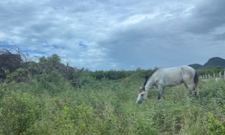 ขายที่ดิน - ขายด่วน ที่ดินวิวสวย เจ้าของขายเอง ซอยเจริญสุข ต.หนองแก หัวหิน