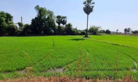 ขายที่ดิน - ขายที่ดินเปล่า ทำเลดี เดินทางสะดวก น้ำไฟเข้าถึง ต.วังทอง อ.วังทอง จ.พิษณุโลก